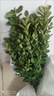 小葉黃楊樹(shù)苗庭院花壇綠籬耐寒植物瓜子黃楊球四季常青綠化苗木 黃楊球30厘米冠幅  1棵 基地直銷(xiāo)，現挖現發(fā) 曬單實(shí)拍圖