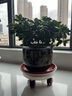 移動托盤加厚樹脂花盆托盤萬向輪透明移動花盆托盤底座帶輪花盆架花底托架 樹脂26型內(nèi)徑21CM【此款不+】 曬單實拍圖