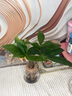 水培植物綠植盆栽好養易活凈化空氣辦公桌面室內花卉綠蘿金鉆白掌 發(fā)財樹(shù)+【含火山玻璃瓶】+送液 曬單實(shí)拍圖