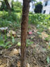 棗樹(shù)苗特大冰糖冬棗苗新款耐寒耐旱盆栽地栽南北方種植當(dāng)年結(jié)果 9年大苗【2顆】滿枝結(jié)果爆 特大冰糖脆棗【標(biāo)準(zhǔn)874件】 曬單實(shí)拍圖