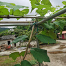 綠園匠園藝扎帶包塑捆扎綁扎線爬藤植物固定造型鐵絲捆綁花神器100米 曬單實拍圖