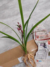 建蘭墨寶蘭花名貴高端名花名品花卉綠植清香老種苗帶花苞原盆發(fā)貨 2壯苗帶花 裸根不帶土 曬單實(shí)拍圖