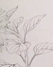 掌握黑色雙頭粗細桿勾線筆記號筆兒童美術繪畫描邊學習防水防油不掉色中性筆標記筆開學季禮物 6支裝【防水速干不斷墨】 曬單實拍圖