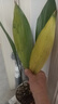 意軒一葉蘭盆栽喜陰植物辦公室內(nèi)庭院觀(guān)葉綠植蘭花 
