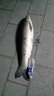 日本進(jìn)口碳素禧瑪精工系列魚(yú)竿長(cháng)節遠投桿大物暴力海竿拋竿超硬碳 3.6m +全金屬6000漁輪套裝 曬單實(shí)拍圖