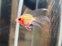 松寶（sobo）魚(yú)缸底吸泵潛水泵水族箱過(guò)濾循環(huán)換水泵低吸抽水泵AQF006-85W 曬單實(shí)拍圖