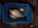 榮予谷麥釣血麥粒顆粒魚(yú)料野釣鯉魚(yú)青魚(yú)魚(yú)餌專(zhuān)用釣魚(yú)餌料鯽魚(yú)麝香酒 麝香血麥1瓶【約1000顆】 曬單實(shí)拍圖
