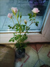 月季花苗四季開(kāi)花大花濃香型灌木月季苗庭院陽(yáng)臺盆栽地栽玫瑰花苗 心上人【微月小花，多季節開(kāi)花】 扦插小苗15-25cm高 1棵 曬單實(shí)拍圖