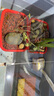 勝畫銅錢草魚缸水草水培植物直接入缸造景蜈蚣草凈化水質(zhì)古法養(yǎng)魚草 銅錢草1盆約15-20根 曬單實拍圖