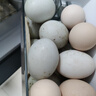 珂邇正宗現(xiàn)撿笨鴨蛋土鴨蛋新鮮鴨蛋農(nóng)家散養(yǎng)青殼鴨蛋生鴨蛋野生鴨 70-80g 20枚 曬單實拍圖