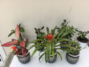 綠有意綠植盆栽桌面水培綠植辦公室植物懶人好養(yǎng)盆景水養(yǎng)植物 【6盆發(fā)財(cái)組合】 含盆 曬單實(shí)拍圖
