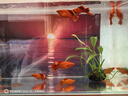 魚(yú)如云高鰭菊花帆紅箭魚(yú)高鰭紅劍魚(yú)高鰭紅劍熱帶魚(yú)觀(guān)賞魚(yú)小型魚(yú)紅箭魚(yú) 高鰭菊花紅箭3公5母（5-6厘米） 曬單實(shí)拍圖