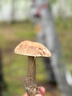 小野拓司明星同款·斷黑面膜 凈化大環(huán)境 白月光 淡紋黑黃斑 救松垮臉 瘋搶·10盒一周期 每盒148元 曬單實拍圖