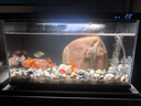 米家（MIJIA）智能生態(tài)魚缸定時(shí)喂食智能魚缸+畫法幾何增氧泵套裝 曬單實(shí)拍圖