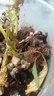 農之子（NONGZHIZI）食用羽衣甘藍菜種子苗蔬菜種籽盆栽菜苗耐寒種苗帶土球 綠羽衣甘藍苗 5棵+1棵 曬單實(shí)拍圖