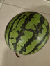 京鮮生 無籽麒麟西瓜 1粒裝 凈重5-7斤 新鮮水果 源頭直發(fā)包郵 曬單實拍圖