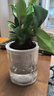 花翁金鉆盆栽室內(nèi)植物耐陰花卉綠植源頭直發(fā) 3棵高20cm+早安盆 2盆 曬單實(shí)拍圖