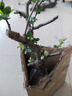 京厽西府海棠花盆栽四季真垂絲樹(shù)苗庭院多花地栽花卉花園不支持退貨 掌柜讓利復(fù)色海棠3年苗徑1.3-1.5厘米原土球發(fā) 不含盆 曬單實(shí)拍圖