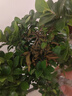 種花迷金錢(qián)榕盆栽綠植花卉大8字老樁造型s彎搖錢(qián)樹(shù)植物小葉人參榕樹(shù)盆景 1對8字造型小葉金錢(qián)榕高約55-6 不含盆 曬單實(shí)拍圖