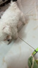 嬉皮狗（hipidog）狗狗褲子全包連腳狗狗防塵褲外出防臟防水中小型犬泰迪罩衣狗衣服 蒂安綠 M （建議體重6-10斤） 曬單實(shí)拍圖