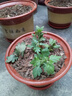 種花迷菊花盆栽植物開花大菊花帶花苞乒乓菊長壽花盆栽植花卉 龍爪菊（ 混色龍爪菊（苗5棵） 曬單實拍圖
