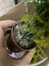 水培植物綠植盆栽室內(nèi)客廳辦公室桌面小盆景花卉綠蘿發(fā)財樹好養(yǎng)活 【文竹】+簡歐透明吸水盆 曬單實拍圖