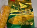 十月稻田 黃糯玉米 3.52斤(220g*8根) 東北甜黏玉米棒 早餐苞米 真空包裝 曬單實拍圖