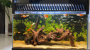 當(dāng)貝智能生態(tài)魚(yú)缸1Ultra 一體缸自循環(huán)雙過(guò)濾AI托養(yǎng)懶人家用桌面魚(yú)缸 曬單實(shí)拍圖
