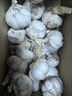 山東大蒜【中果】新鮮干蒜紫白皮大蒜農(nóng)家新蒜頭生鮮蔬菜調(diào)味辛辣 大蒜中果3.5-4.5cm【凈重 1斤 】 曬單實(shí)拍圖