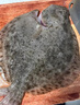 漁游記多寶魚(yú)2.1斤共3條裝 海捕鮮活冷凍比目魚(yú)鰈魚(yú) 生鮮水產(chǎn) 曬單實(shí)拍圖