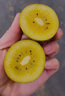 佳沛（zespri）佳沛奇異果新西蘭進(jìn)口陽(yáng)光金果【JD順豐-送貨上門(mén)】黃心獼猴桃 【禮盒】10顆 大果約90-110g 曬單實(shí)拍圖