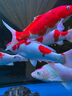 統(tǒng)一錦鯉飼料魚食育成金魚觀賞魚飼料錦鯉魚糧增色不渾水增體魚料主食 1kg【主食】L大粒/7.5mm 曬單實拍圖