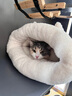 柒哦貓窩封閉式睡袋冬天保暖安全感貓咪冬季半鉆洞小貓睡覺(jué)用四季通用 棕色睡袋窩 M碼【 44*37cm適合8斤內寵物】 曬單實(shí)拍圖