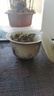 容山堂汝窯三才蓋碗茶具茶杯主人杯三件套高檔功夫茶具套裝公道杯茶濾 米黃汝窯琺瑯彩二才蓋碗-寶悅 曬單實拍圖