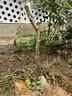 嫁接棗樹(shù)苗特大冰糖棗冬棗苗耐寒耐旱盆栽地栽南北方種植當年結果 冰糖棗樹(shù)苗 精品10年苗【4cm粗】 曬單實(shí)拍圖