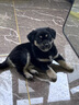 田園犬活體幼犬看家狗純黑大黃四眼活幼體土狗蝴蝶犬小狗 田園級 小型中華田園犬 公母備注 曬單實拍圖