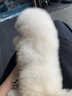 寵六福純種薩摩耶幼犬寵物狗狗活體小狗活物幼崽熊版雪橇犬 寵物級 公 曬單實拍圖