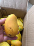 鮮聞果海南小臺農芒果新鮮現摘應當季熱帶水果貴妃芒金煌芒孕婦水果青芒 9斤 大果【單果90-120g】 曬單實(shí)拍圖
