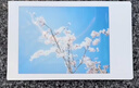富士（FUJIFILM）3寸拍立得相紙mini7/9/11/12/25/40/90/EVO/SE白邊彩邊迷你膠 通用白邊（盒裝及錫紙裝隨機(jī)發(fā)） 拍立得相紙【10張】 曬單實(shí)拍圖