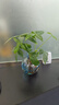 中夢(mèng)發(fā)財樹(shù)水培植物盆栽室內擺件綠植招財客廳辦公室水養凈化綠蘿桌面 好養易活】雙桿發(fā)財樹(shù)-輕奢小藍瓶 曬單實(shí)拍圖