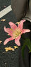 愛(ài)璐茜（elis）大王光羽奢適日用衛(wèi)生巾京東自營(yíng)250mm 60片超薄無(wú)感姨媽巾某東來(lái) 曬單實(shí)拍圖