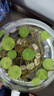 【7天發(fā)芽】碗蓮種四季開花水培水養(yǎng)綠植睡蓮荷花無土盆栽花卉 【10大?；焐_口】帶玻璃盆 曬單實(shí)拍圖