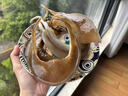 安滋初 【順豐次日達】新鮮甲魚(yú)裙邊滋補煲湯食材即食酒樓會(huì )所家宴招待 甲魚(yú)裙邊 優(yōu)選甲魚(yú)裙邊1斤裝 曬單實(shí)拍圖