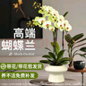 花點時間（Reflower）蝴蝶蘭盆栽帶花帶花苞綠植鮮花客廳辦公室裝飾擺件送長輩源頭直發(fā) 曬單實拍圖
