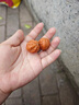 芯奢精品官帽文玩核桃小手捻秋子迷你指尖桃核盤玩手把件男女手玩禮物 【原色】小官帽核桃一對 曬單實拍圖