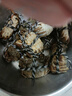 【活蟹】蟹叁鉗莊大閘蟹去繩足重1.8-2.1兩 10只鮮活六月黃鮮活螃蟹水產(chǎn)禮盒源頭直發(fā) 曬單實(shí)拍圖
