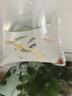 卡奇魚(yú) 斑馬魚(yú) 淡水魚(yú) 觀(guān)賞魚(yú) 小型觀(guān)賞魚(yú) 熱帶魚(yú) 蝶翼斑馬熒光好養易活 七色套餐B（圖上每種各2條） 曬單實(shí)拍圖
