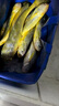 伊酷達（ECOODA）驚蝶二代黃魚竿 近海船釣竿海釣拉流底釣舟山黃姑魚竿龍鳳尾竿稍 40號2.1米直柄（負荷20-70#） 曬單實拍圖