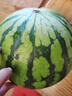 【產(chǎn)地直采】麒麟奶油西瓜 約4.5kg 曬單實(shí)拍圖