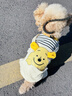 MIKI PAD寵物狗狗衣服小型犬可牽引外出背帶褲春夏幼犬衣服比熊泰迪雪納瑞 黃色小熊背帶褲 M背長30cm（參考體重6-10斤） 曬單實拍圖